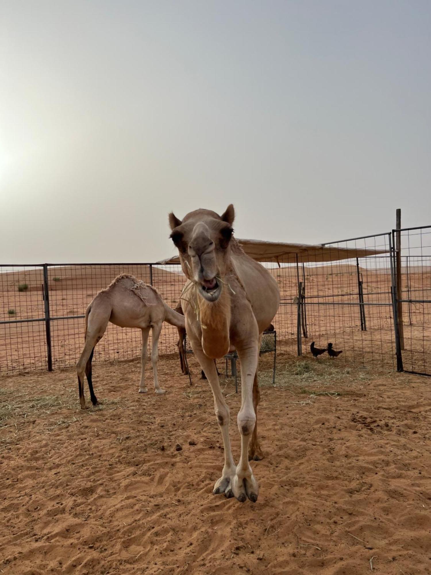 Private Bedouin Tent -Odpc شاحك المظهر الخارجي الصورة